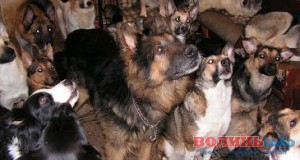 Мешканці волинського гуртожитка скаржаться на “навіжену собачатницю”