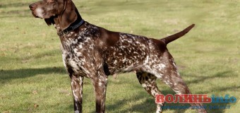 На Волині мисливські пси змагатимуться за кубок