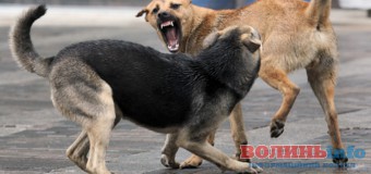Лучан непокоять агресивні бездомні пси, які приходять на дитячий спортмайданчик