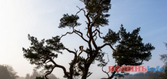 У Луцьку покажуть виставку робіт відомого шведського фотохудожника
