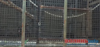 У Луцький зоопарк поселили 20-річного Льончика. ФОТО