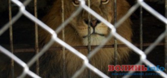 У Луцький зоопарк на “оглядини” приїхала делегація. ФОТО