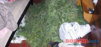 У 17-річного волинянина знайшли майже два кілограми марихуани