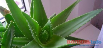 Як омолодити обличчя народними засобами