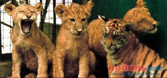 У Луцьку відкривають оновлений зоопарк