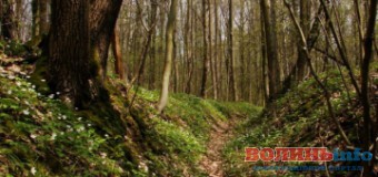 Як волиняни “підзаробляють” у лісах. ВІДЕО