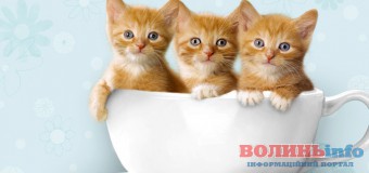 У Луцьку можна “запросити” котиків на вихідні