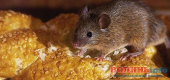 На Волині жінці продали хліб… із гризуном усередині. ФОТО