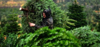 У США викрали два трейлери з різдвяними ялинками