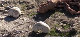 В Іраку виявлено масове поховання єзидів