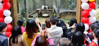 У Китаї відсвяткували 35-річчя найстарішої панди