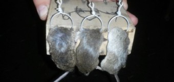 “Сєпароловки для Гіві та Мотороли” – бійці показали, як борються з нашестям мишей