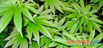 На Волині пенсіонерку оштрафували за “цілющу” коноплю