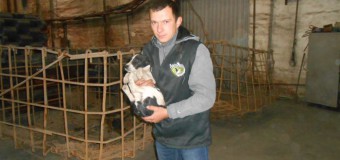 Луцьке КП “Ласка” продовжує відловлювати собак