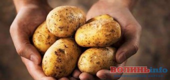 У Волинській області  – неврожай картоплі