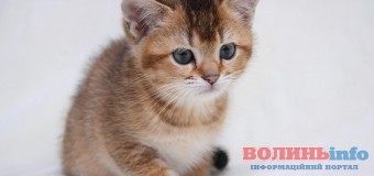 В Японії створили парфуми з ароматом …котів