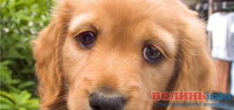 У Львові з′явилась перша екостанція прибирання за собаками