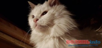 7-кілограмовий білий кіт завітає в Луцьк на презентацію різдвяної історії
