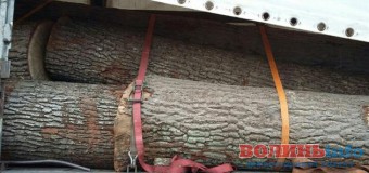 На Волині у ніч на Андрія дівчата гадали, а прокурори… столітні дуби крали