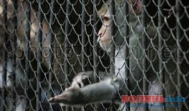 Тварини Рівненського зоопарку ледве не втекли на волю