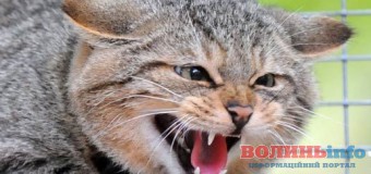 У Луцьку “розгулявся” сказ