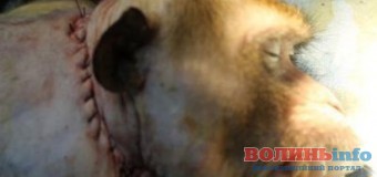 Нейрохірурги пересадили голову мавпі