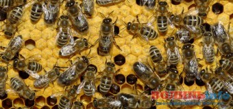 Хоробрий китаєць посадив на себе 637 тисяч бджіл. ВІДЕО