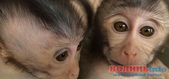 Вчені створили мавп-аутистів