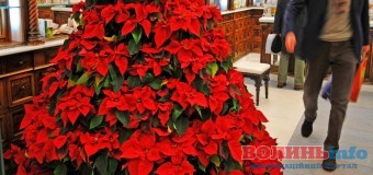 Найгарніші новорічні та різдвяні рослини