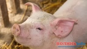 На Рівненщині чоловік впав на ніж, яким колов кабана