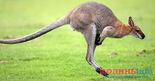 Австралійський підліток планував теракт, заклавши бомбу…у сумку кенгуру