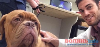 Сексуальний ветеринар став новою зіркою мережі