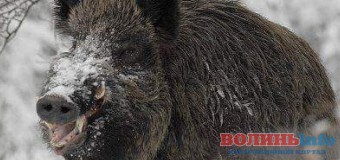 На Волині визначають польового чемпіона по підсадному кабану.ФОТО