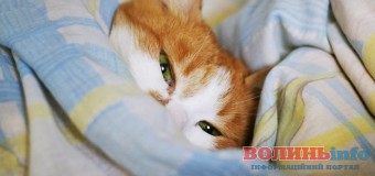 Куди піти на вихідні: ТОП-10 варіантів відпочинку на 26–28 лютого у Луцьку