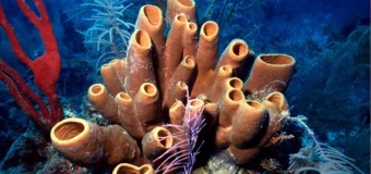 Біологи назвали найдавнішу тварину на Землі