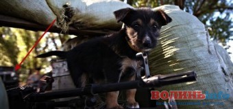 Лучанам розкажуть про службу собак у зоні АТО