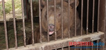 Депутати міськради з′ясовували, як живеться тваринам у луцьких звіринцях
