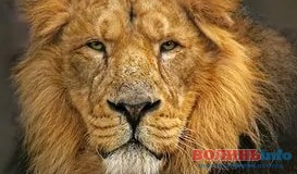 У житлових кварталах Кенії розгулюють шість левів