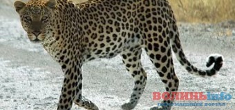 В Індії леопард зайшов у школу: шестеро поранених. ФОТО