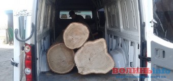 На Волині вилучили крадені дуби разом з автівкою