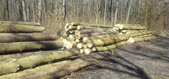 Луцькі поліцейські знайшли на трасі деревину без маркування