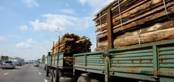 В Україні хочуть знову дозволити експорт лісу