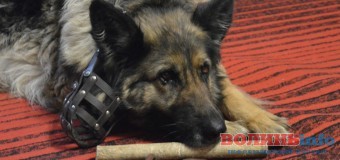 У Луцьку розповідали про службових собак. ФОТО