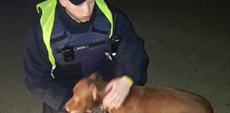 У Луцьку поліцейські знайшли вкраденого собаку