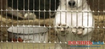 У Луцьку виділять 50 тисяч на притулок для собак