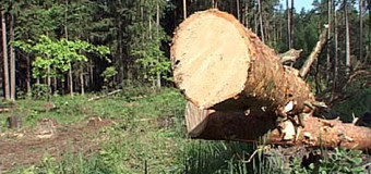 Волиняни заплатять штраф через незаконні промисли