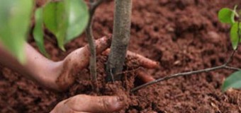 Лучан кличуть садити «дерева миру»