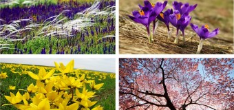 5 наймальовничіших місць України для подорожей навесні. ФОТО