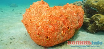 Вчені розповіли, яка тварина з’явилася на Землі першою