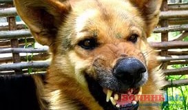 У Луцьку пес покусав 11-річного хлопчика